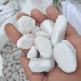 MTY-DLMT-01