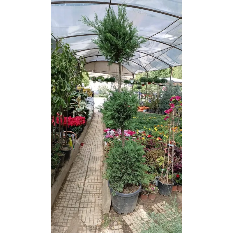 Three ball formed Leyland Cypress topiary tree for garden landscaping