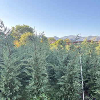 Leyland Cypress Tree (Cupressocyparis leylandii) Leyland Cypress Tree (Cupressocyparis leylandii)