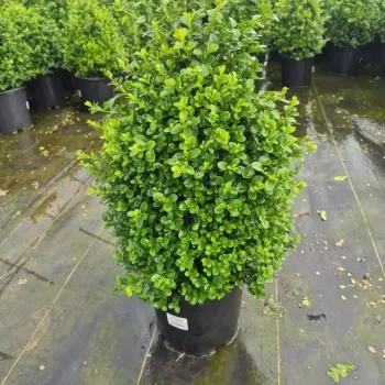 Boxwood Tree (Buxus Sempervirens) - Landscaping & Hedge Plant Boxwood Tree (Buxus Sempervirens) - Landscaping & Hedge Plant