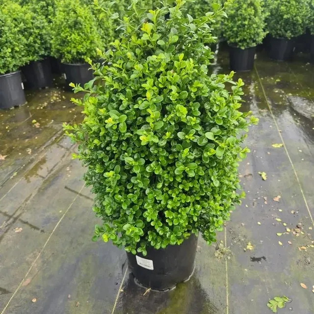 Boxwood Tree (Buxus Sempervirens) - Landscaping & Hedge Plant Boxwood Tree (Buxus Sempervirens) - Landscaping & Hedge Plant