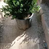 Boxwood Tree (Buxus Sempervirens) - Landscaping & Hedge Plant Boxwood Tree (Buxus Sempervirens) - Landscaping & Hedge Plant