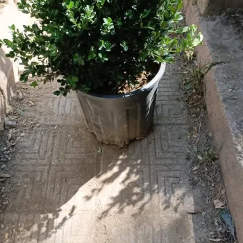 Boxwood Tree (Buxus Sempervirens) - Landscaping & Hedge Plant
