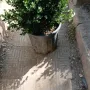 Boxwood Tree (Buxus Sempervirens) - Landscaping & Hedge Plant