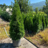 Smaragd Emerald Thuja Arborvitae 100-125 cm Smaragd Emerald Thuja Arborvitae 100-125 cm