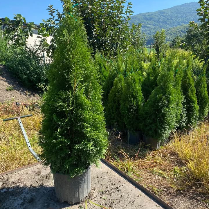Smaragd Emerald Thuja Arborvitae 100-125 cm Smaragd Emerald Thuja Arborvitae 100-125 cm