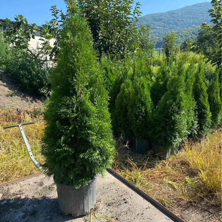 100-125 cm Smaragd Thuja Emerald Green Arborvitae in pot