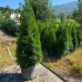 Smaragd Emerald Thuja Arborvitae 100-125 cm