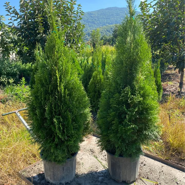 Smaragd Emerald Thuja Arborvitae 100-125 cm Smaragd Emerald Thuja Arborvitae 100-125 cm