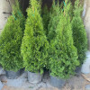 Smaragd Emerald Thuja Arborvitae 100-125 cm Smaragd Emerald Thuja Arborvitae 100-125 cm