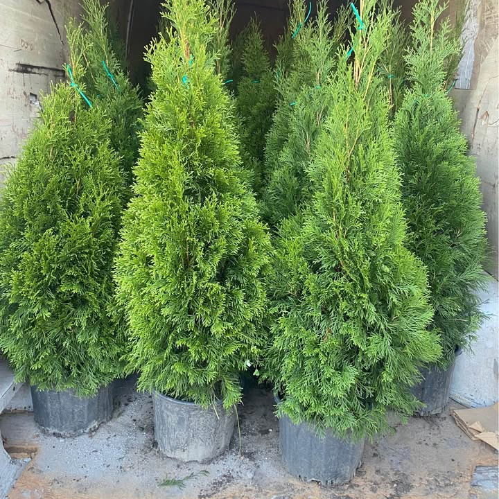 Smaragd Emerald Thuja Arborvitae 100-125 cm Smaragd Emerald Thuja Arborvitae 100-125 cm