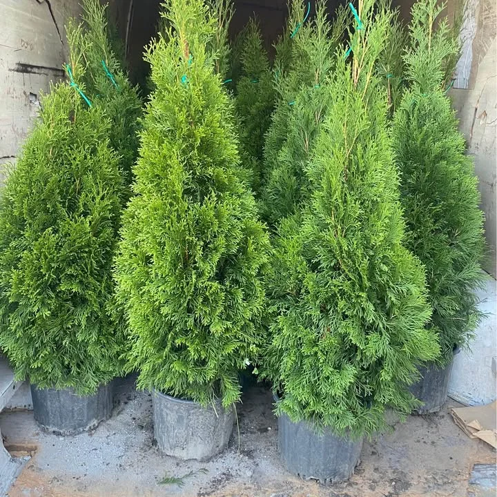 Emerald Green Thuja Smaragd Arborvitae in villa garden landscape