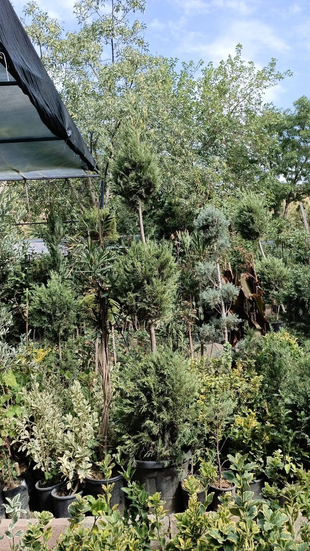 3 ball Leyland Cypress used in landscape design